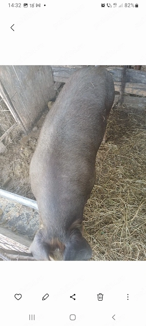 vand porc duroc