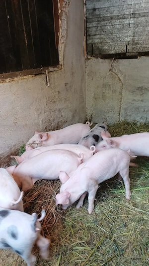 Purcei de vanzare,castrati5porci si 3 purcele
