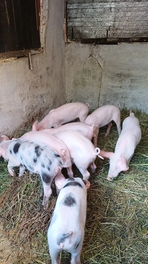 Purcei de vanzare,castrati5porci si 3 purcele - imagine 3