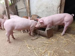 Purcei de vânzare.