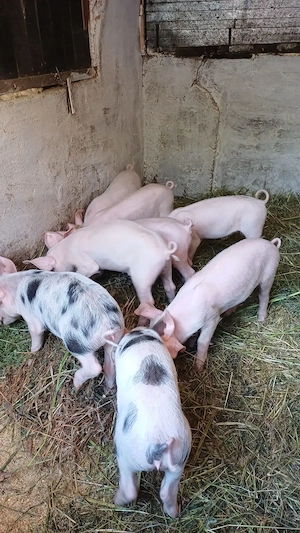 Purcei de vanzare,castrati5porci si 3 purcele - imagine 2