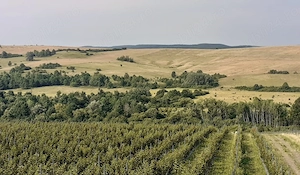 26,40 ha livada 100% compact - imagine 2