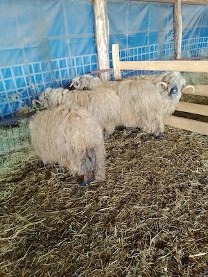 Vând 4 Berbeci Țurcani Bucălăi