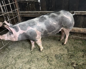 Disponibilă spre vânzare scrofită