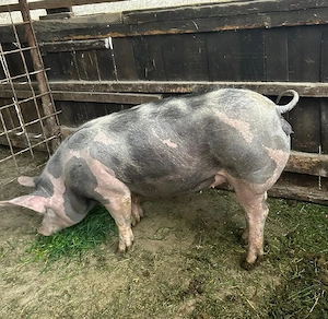 Disponibilă spre vânzare scrofită - imagine 2
