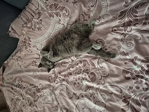 Vand pisica british shorthair 