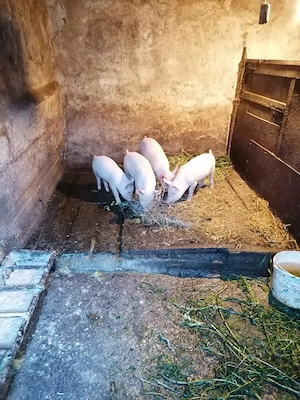 Vând purcei de 8 săptămâni ff frumoși  - imagine 4