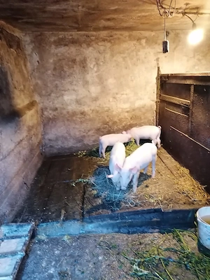 Vând purcei de 8 săptămâni ff frumoși  - imagine 3