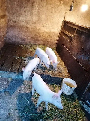 Vând urgent purcei de 8 săptămâni