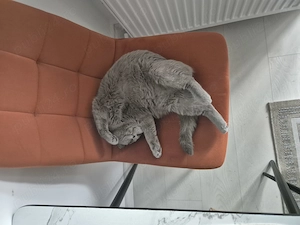Vand pisica british shorthair  - imagine 2