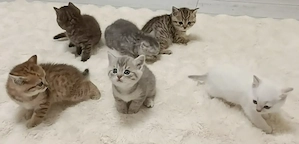 Pisici British Shorthair, Blue Silver Tabby și Alb cu gri Colorpoint, de 2 luni jumătate  - imagine 5