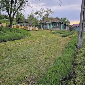 Particular Vând Casa + teren generos 5000 mp intravilan cu livada tanara  si vita de vie productiva.