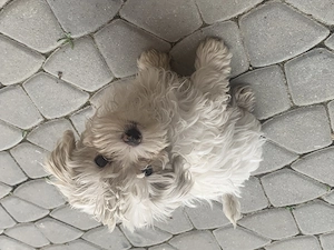 Vând 2 pui Bichon Maltez - imagine 2
