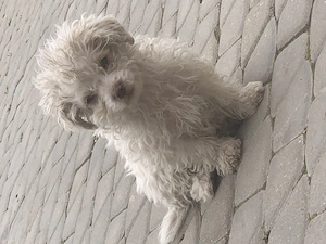 Vând 2 pui Bichon Maltez - imagine 3
