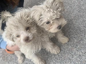 Vând 2 pui Bichon Maltez