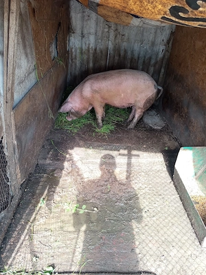 porci de vanzare - imagine 2