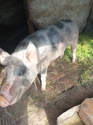 porci de vanzare