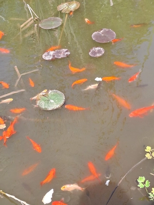Pești Coi coloranți din lac propriu  - imagine 2