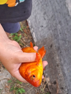 Pești Coi coloranți din lac propriu 