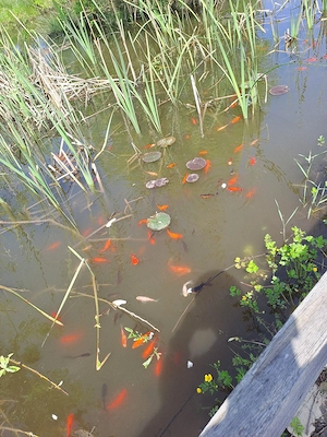 Pești Coi coloranți din lac propriu  - imagine 5