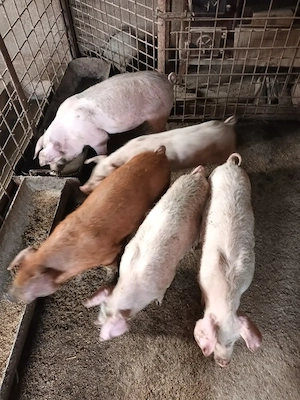 Purcei, 2,5luni, preț: +_500ron, negociabil  - imagine 3