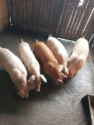Purcei, 2,5luni, preț de la 500 ron+, negociabil 