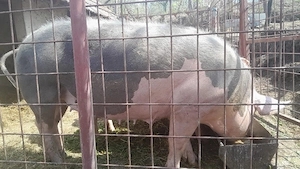 porc de vanzare