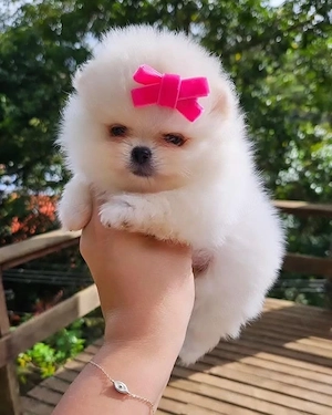 pomeranian boo tea cup toy - imagine 2