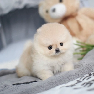 pomeranian boo tea cup toy - imagine 3