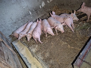 purcei de vanzare 