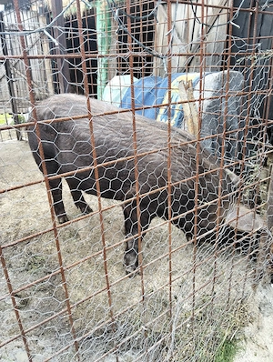 porc de vanzare 