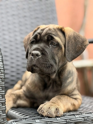 Catelusa Cane Corso cu pedigree