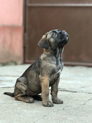 Catelusa Cane Corso cu pedigree - imagine 2