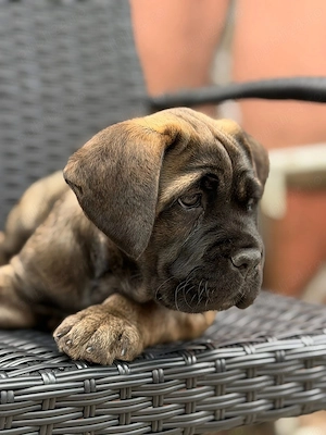 Catelusa Cane Corso cu pedigree - imagine 4