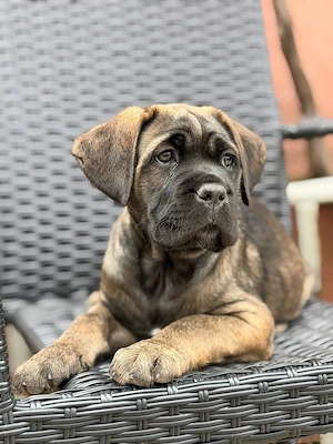 Catelusa Cane Corso cu pedigree - imagine 3