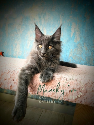 Pisici Maine Coon  Cluj -mascul