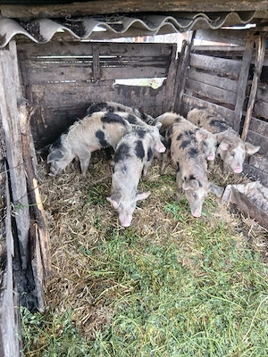 de vânzare 8 bucăți preț 550 lei bucata unul cu altul sau pe ales 650 lei bucata  - imagine 4