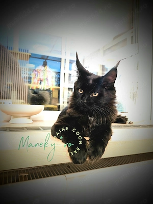 Pui Maine Coon  ,  Pedigree   WCF