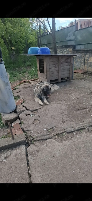 Disponibil ciobănesc carpatin tânăr  - imagine 4