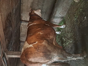 Balțata românească 