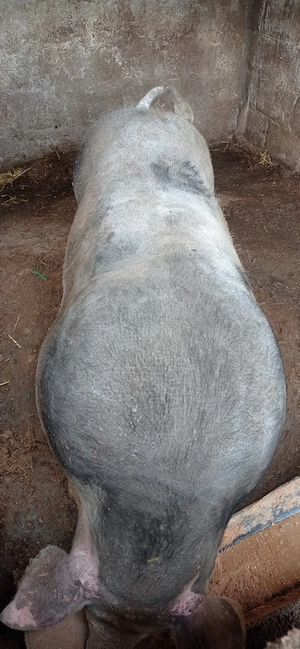 purcea pietran de vânzare 