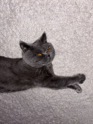 British shorthair motanel 