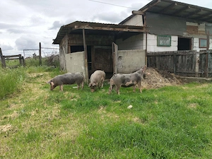 Vând două scrofițe pietrean o purcea landras gestantă într-o lună jumate mai multe detalii la 076886 - imagine 4
