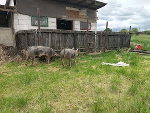 Vând două scrofițe pietrean o purcea landras gestantă într-o lună jumate mai multe detalii la 076886 - imagine 2