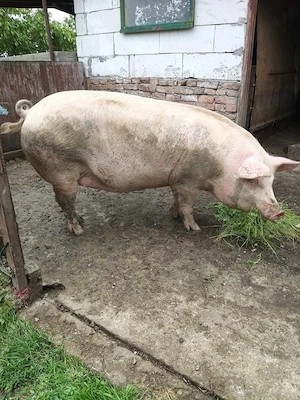 Vând două scrofițe pietrean o purcea landras gestantă într-o lună jumate mai multe detalii la 076886 - imagine 3