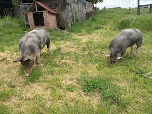 Vând două scrofițe pietrean o purcea landras gestantă într-o lună jumate mai multe detalii la 076886 - imagine 5