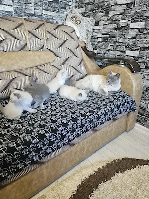 vînd pui de pisică birmanez au 6 săptămîni sunt foarte cuminți 