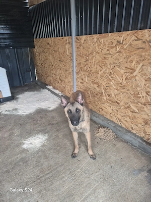 Ciobanesc Malinois  - imagine 5