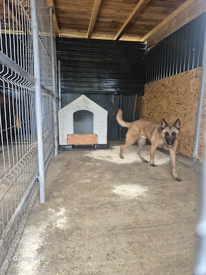 Ciobanesc Malinois  - imagine 4