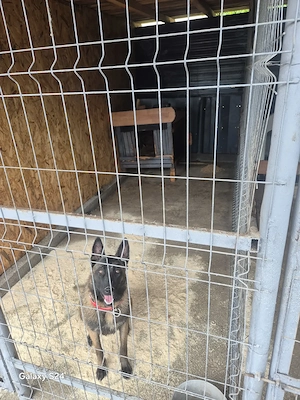 Ciobanesc Malinois 